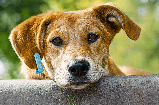 Adopté un Perro de la Calle, ¿Qué hago?