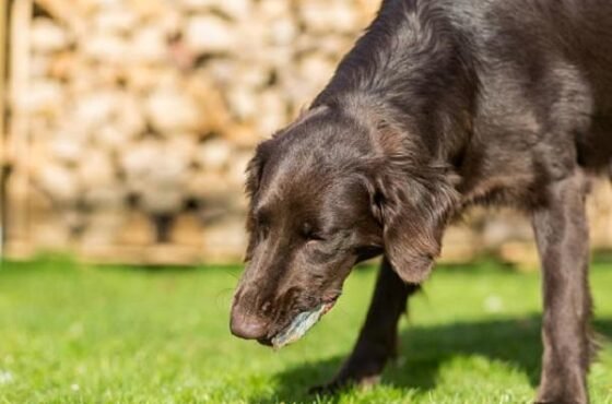 ¿Por qué mi perro se come su vómito?